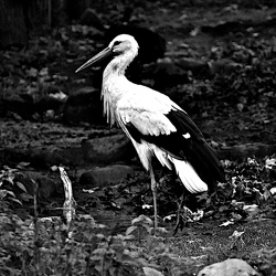 Black and white