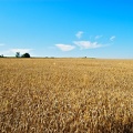 The wheat field in June