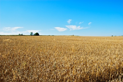 The wheat field in June