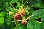 Leaves and buds
