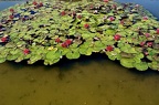On the water