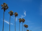 Palm trees and two clouds or so