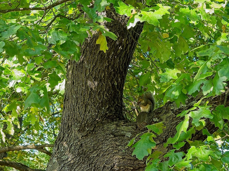 Spot the squirrel