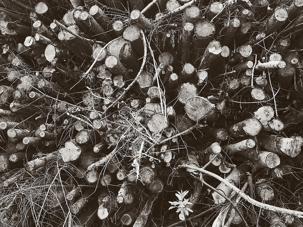 P4170178.jpg