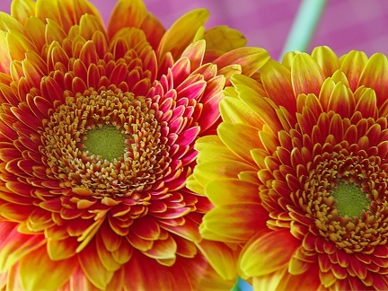 P4260032
