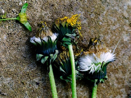 Decay