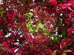 Leaves in front of flowers