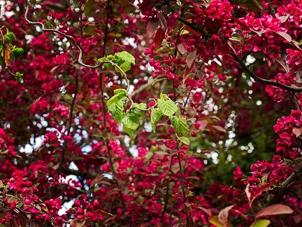 Leaves in front of flowers