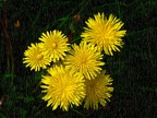 Dandelions