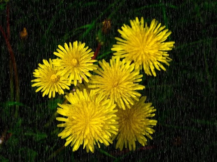 Dandelions