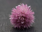 P6010278