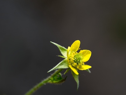 P6070003