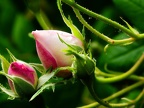 P6070010