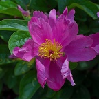 P6210058