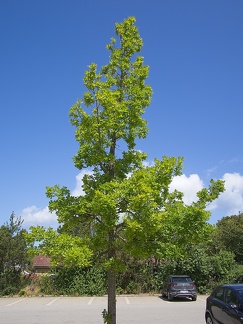 P6290311