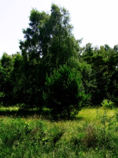 P6290369