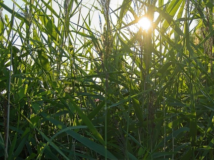 Lens flare
